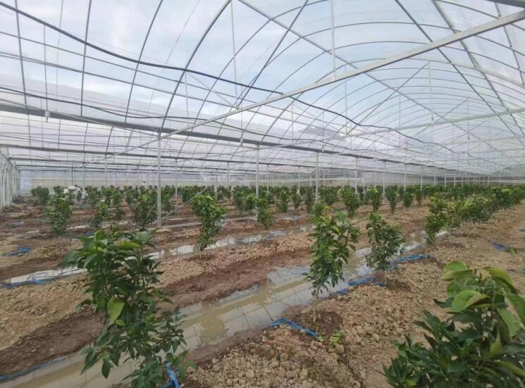 柑橘树苗长势喜人。新联村供图