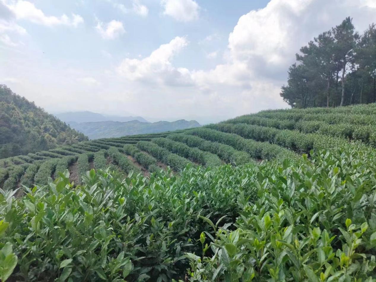 蒋潭村风光。潜山市委宣传部供图