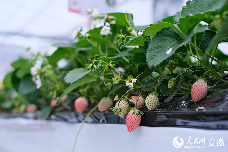 长丰草莓新品种“粉玉”。人民网 胡雨松摄