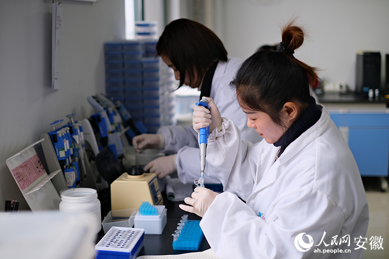 江淮园艺的实验室内，研究人员正在进行品种验证实验。人民网 胡雨松摄