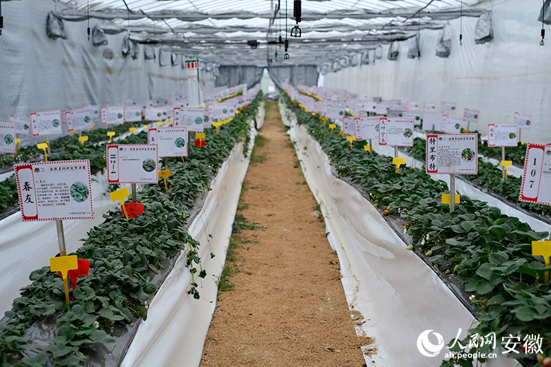 长丰县草莓种质资源圃汇合种植了来自世界各地的草莓品种。人民网 胡雨松摄