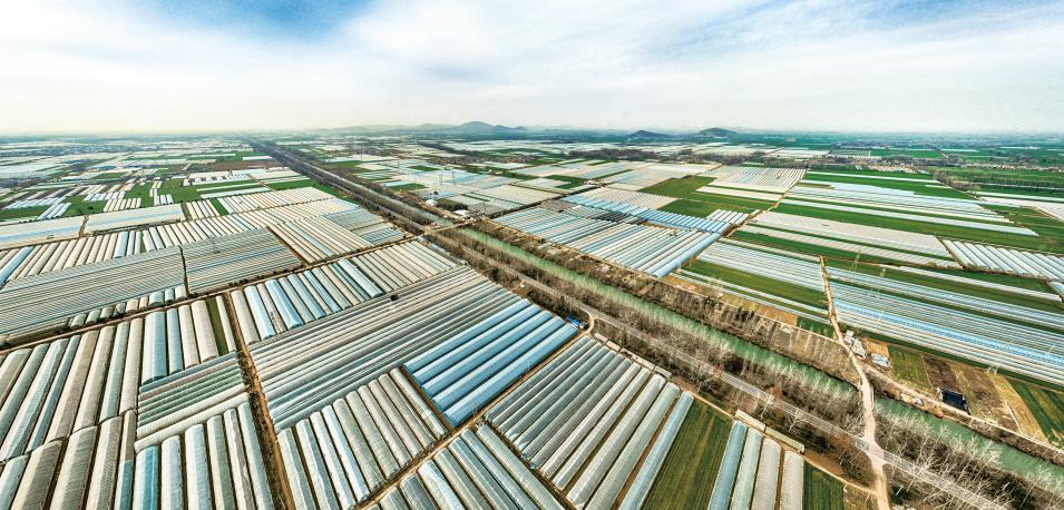 埇桥区设施农业基地。侯磊