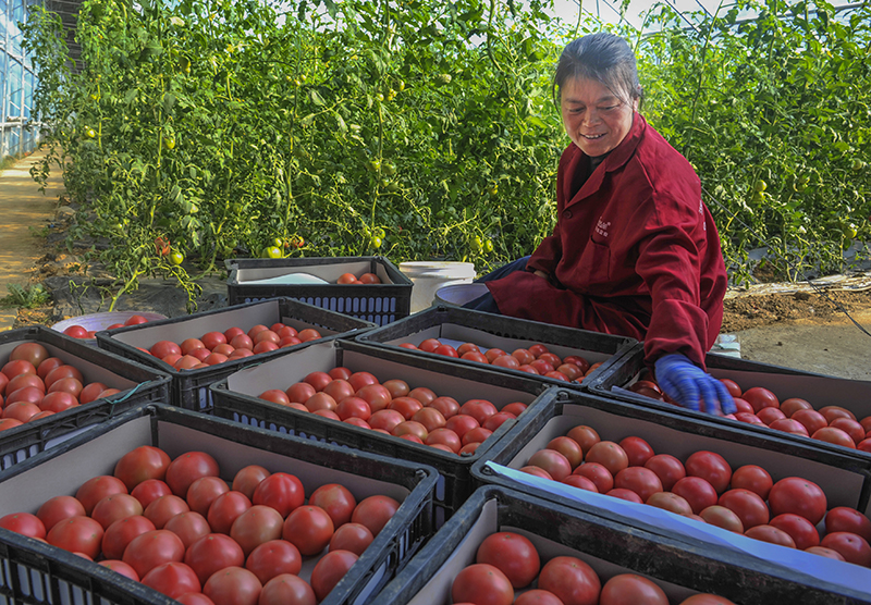 大棚內，工人正在採摘番茄。瓦大公司供圖