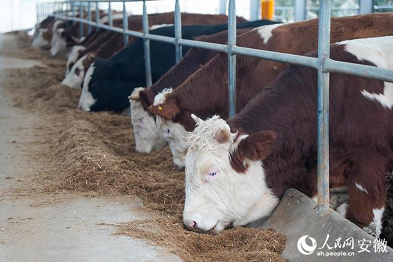 “中原牧場第六養殖小區”內，肉牛正在吃飼草。人民網記者 陳若天攝