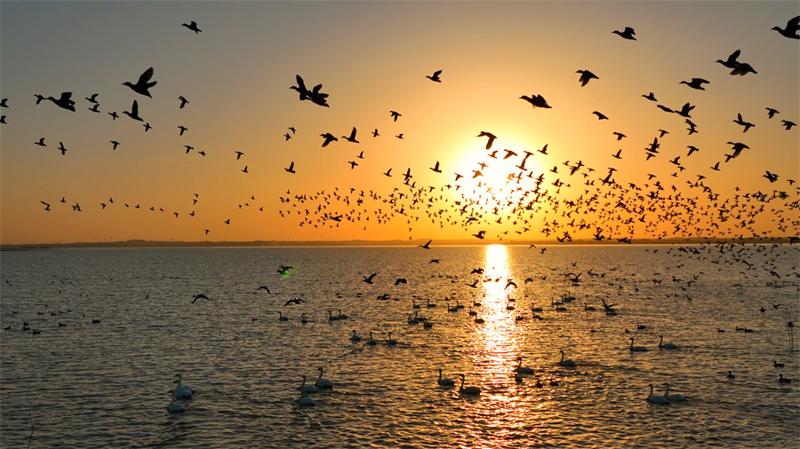 “中国鹤湖”升金湖：人鸟和谐生态美【4】