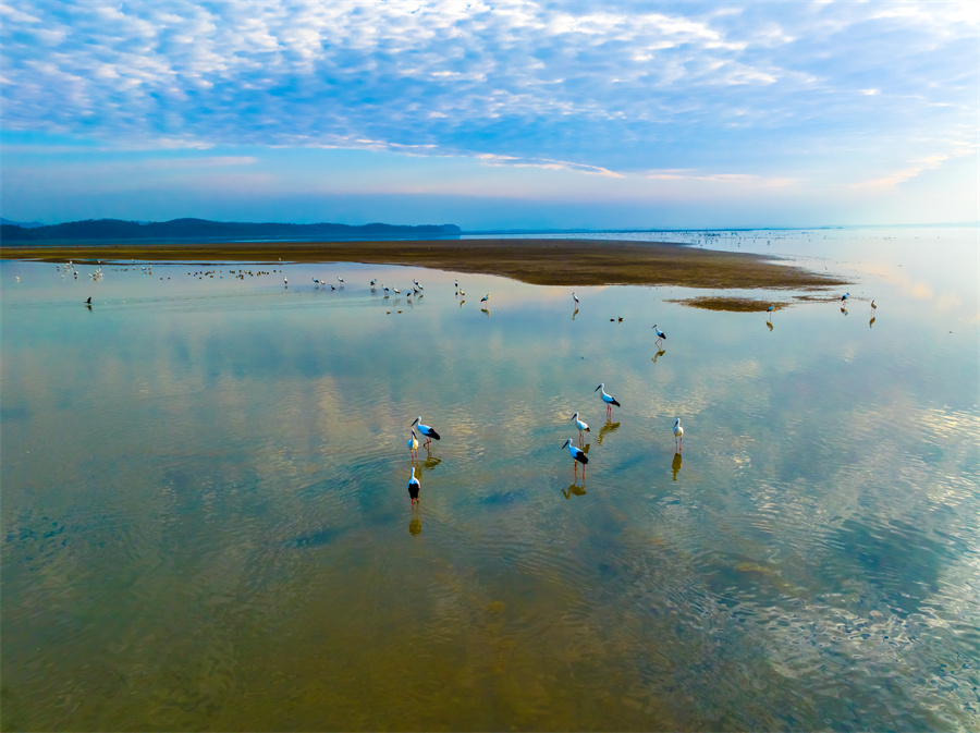 “中国鹤湖”升金湖:人鸟和谐生态美【11】