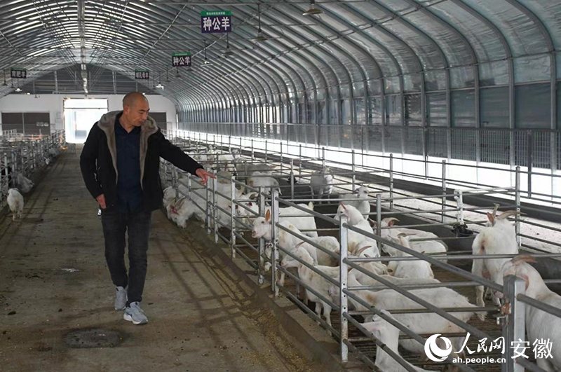 朱洪水走在羊舍里，这里养殖的都是萧县白山羊种羊。人民网记者 周坤摄