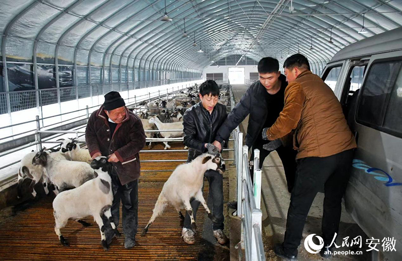 当地羊肉商户抢购运走最后一批山羊。人民网记者 周坤摄