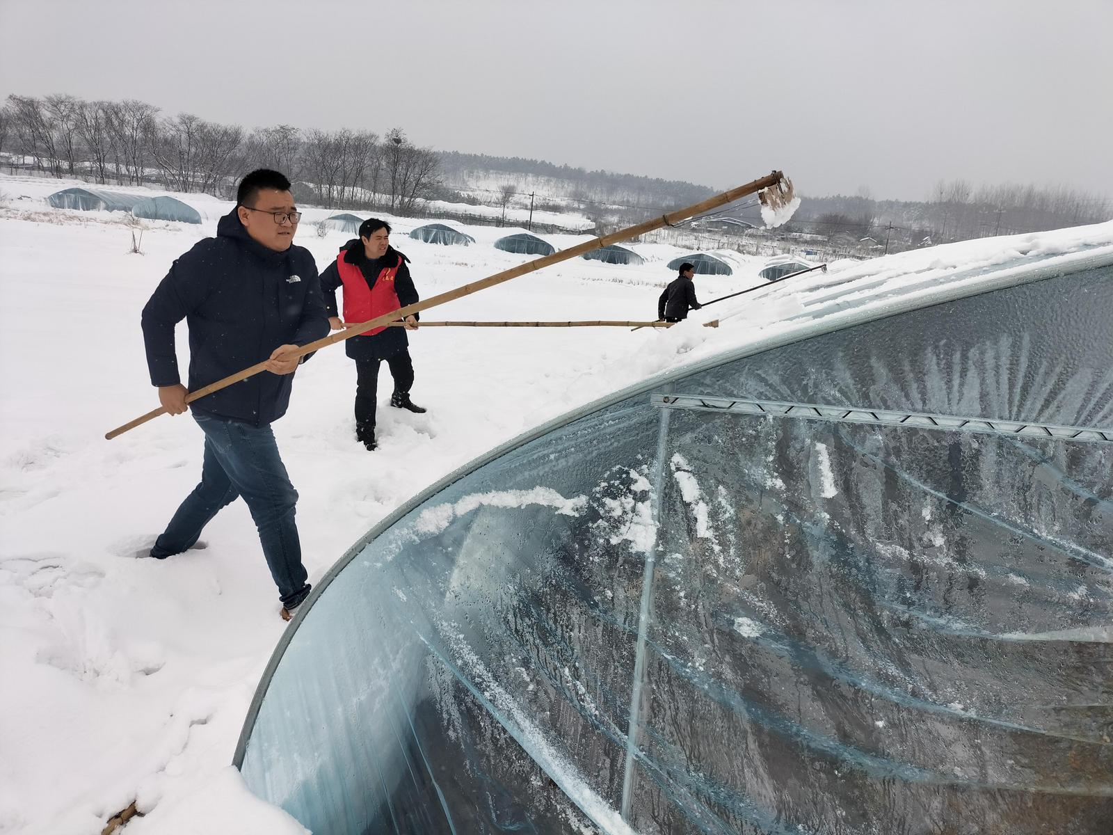 明光市干部為農戶大棚清理積雪。明東街道供圖