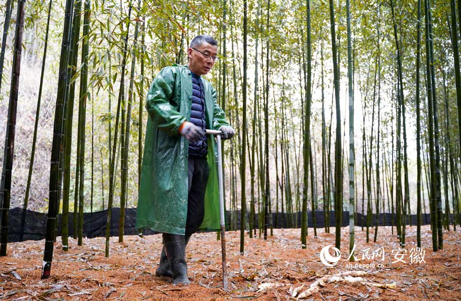 在竹林中，吴斌能一眼找到冒尖的雷笋。人民网记者 王锐摄