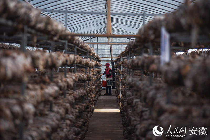 菇农在大棚里采收鲜菇。人民网记者 李希蒙摄