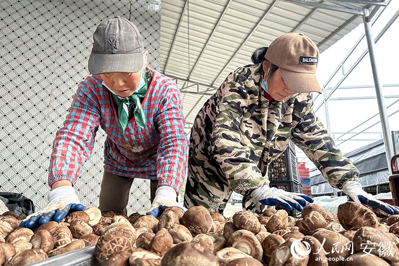 菇农们忙着给新鲜采收的香菇装筐。人民网记者 李希蒙摄