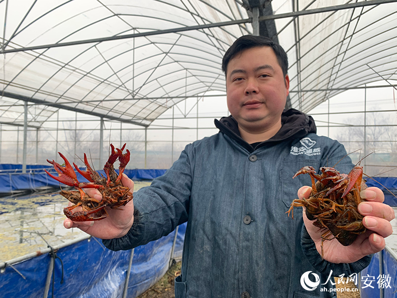 胡其靖和他的大棚小龙虾。人民网记者 汪瑞华摄