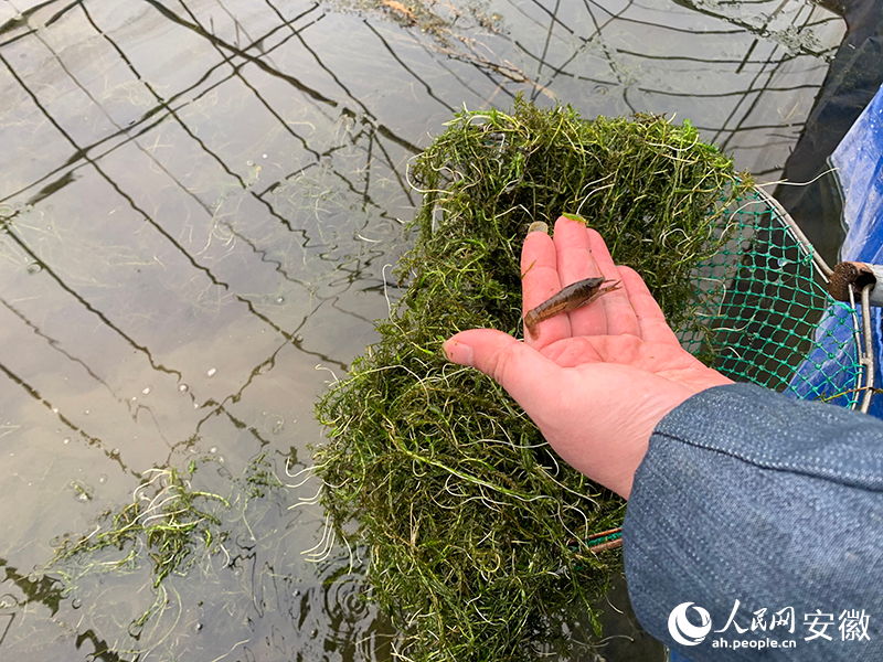 水草中捞出了小虾苗。人民网记者 汪瑞华摄