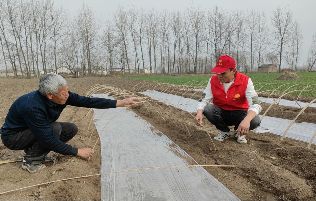 志愿者正在帮助椒农桑世玉搭朝天椒育苗棚。谯城区淝河镇供图