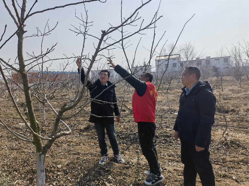 桃树种植基地。