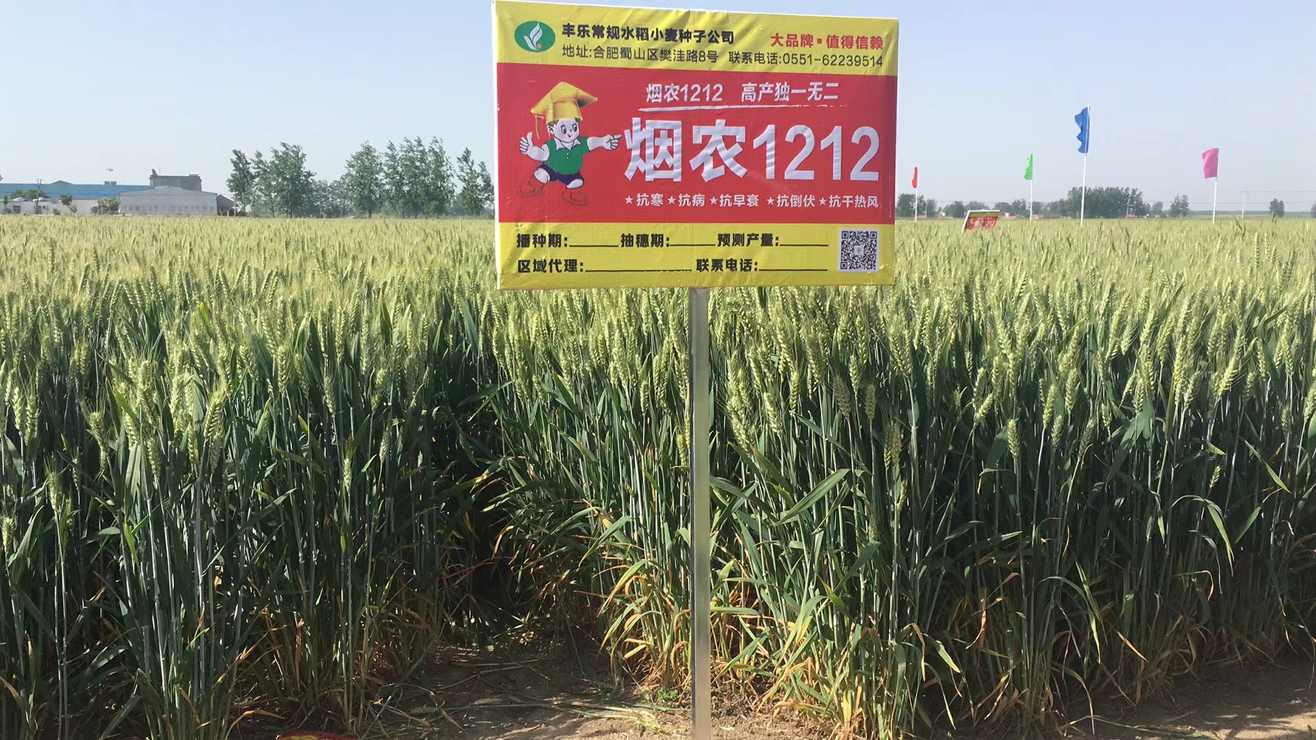 “煙農1212”小麥麥穗。豐樂種業供圖