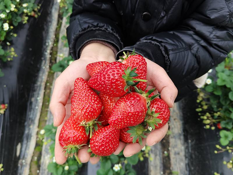 草莓采摘。绩溪县委宣传部供图