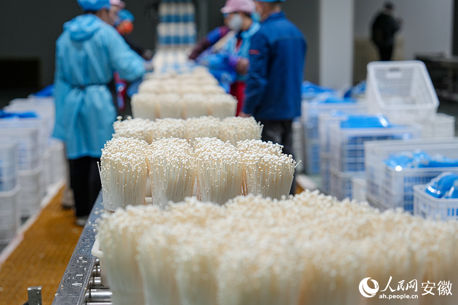 年产13万吨食用菌项目生产现场。人民网记者 苗子健摄