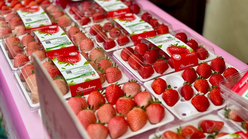 當地生產的紅顏草莓。人民網 呂歡歡攝