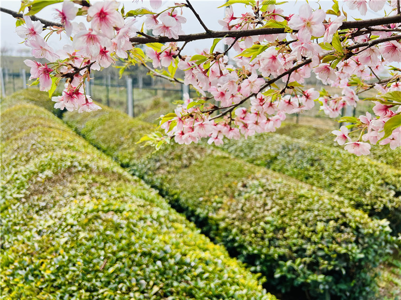 粉色浪漫踏春来。刘俊才摄