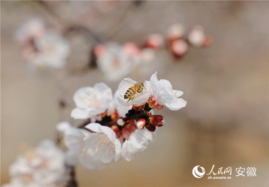 盛开的杏花引来蜜蜂。人民网记者 王晓飞摄