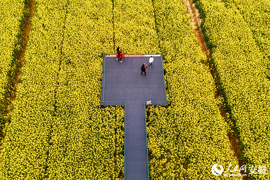 安徽望江县油菜花盛开，满目金黄。人民网记者 苗子健摄