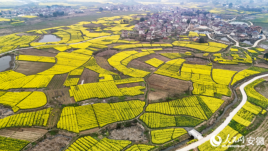 安徽望江县油菜花盛开，满目金黄。人民网记者 苗子健摄