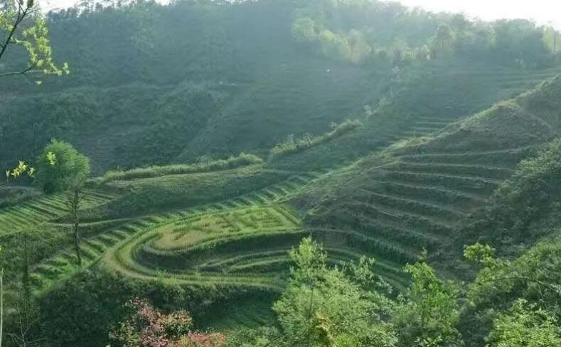 “天鹅云尖”茶山。