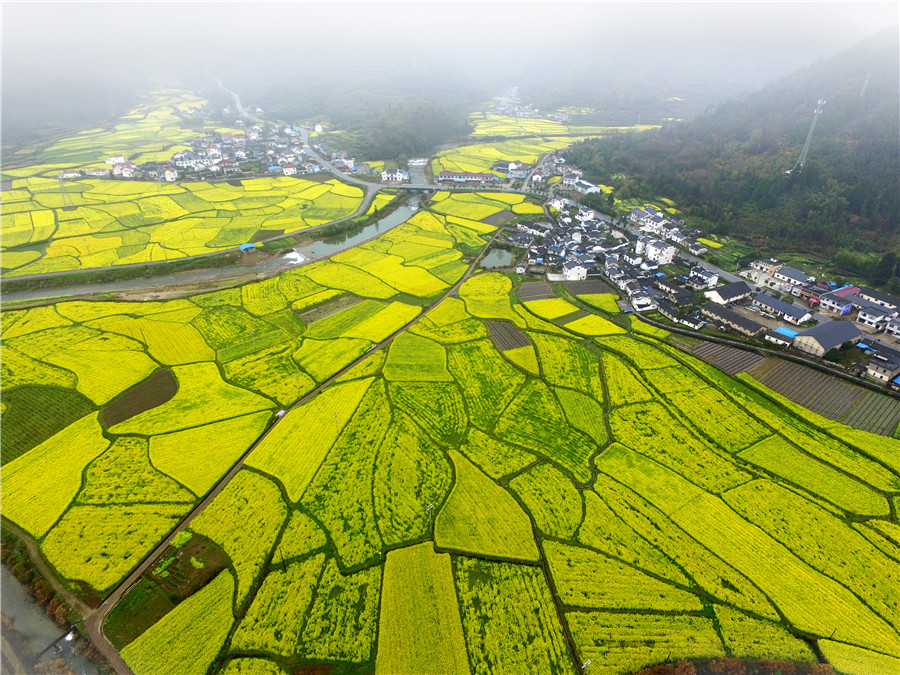 遍地黃金 。吳建平攝