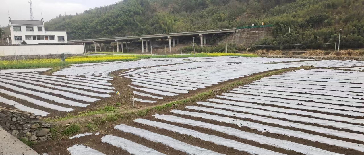種植現場。