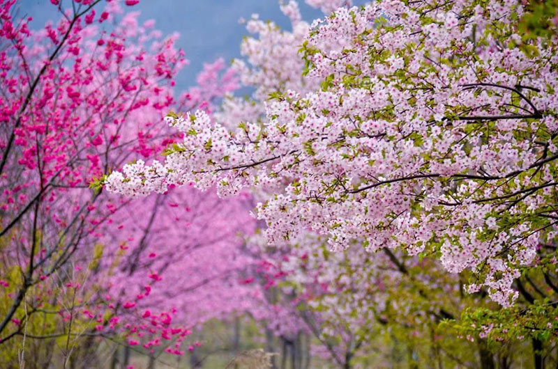 一株株櫻花次第開放。馬豐成供圖