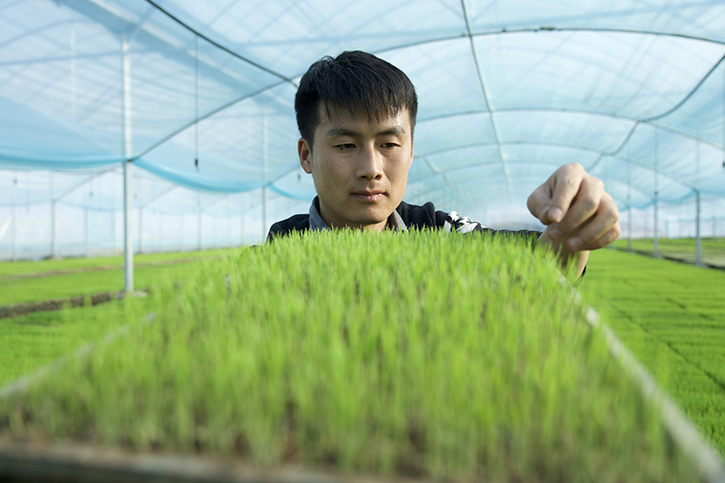 冯益广在大棚里查看水稻秧苗长势。程力摄