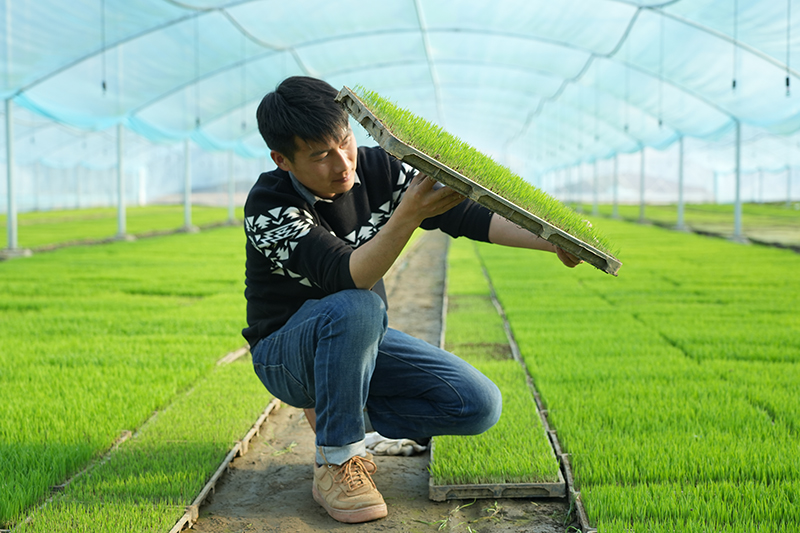 冯益广在大棚里查看水稻秧苗长势。程力摄