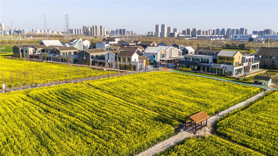 3月21日，拍摄的安徽省合肥市瑶海区青年创意田园里油菜花盛开的美丽风光。解琛摄