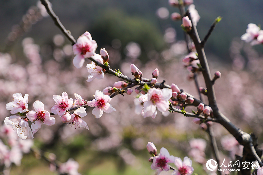 桃花村路两旁的桃花竞相盛开。人民网记者 李希蒙摄