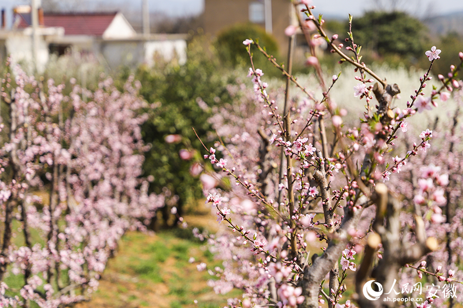 桃花村路兩旁的桃花競相盛開。人民網記者 李希蒙攝