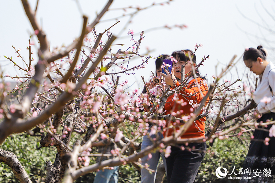 盛開的桃花吸引游人紛紛前來拍照。人民網記者 李希蒙攝