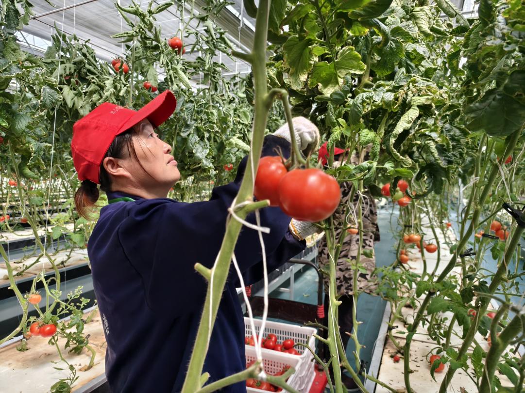 安徽霧耘現代農業科技示范園內工人採摘西紅柿。人民網 陶偉攝