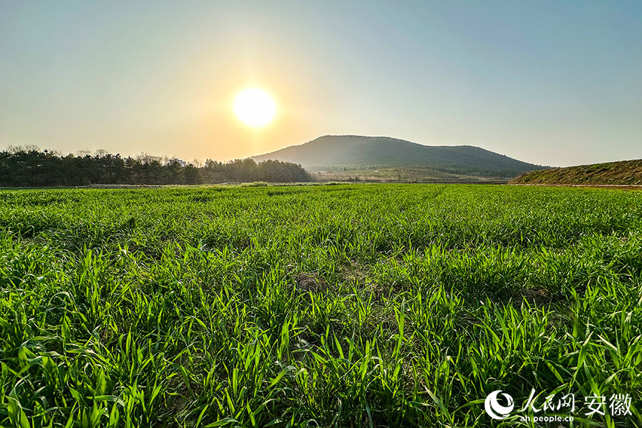 夕阳下的和县龙门水稻种植家庭农场。人民网记者 李希蒙摄
