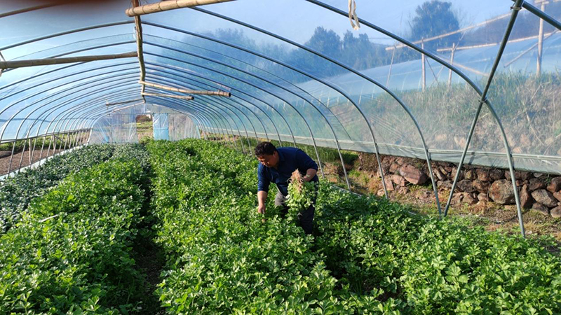 李庆东在大棚择菜。受访者供图