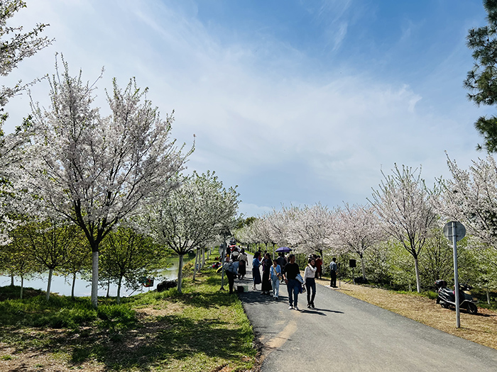 漫游尋春