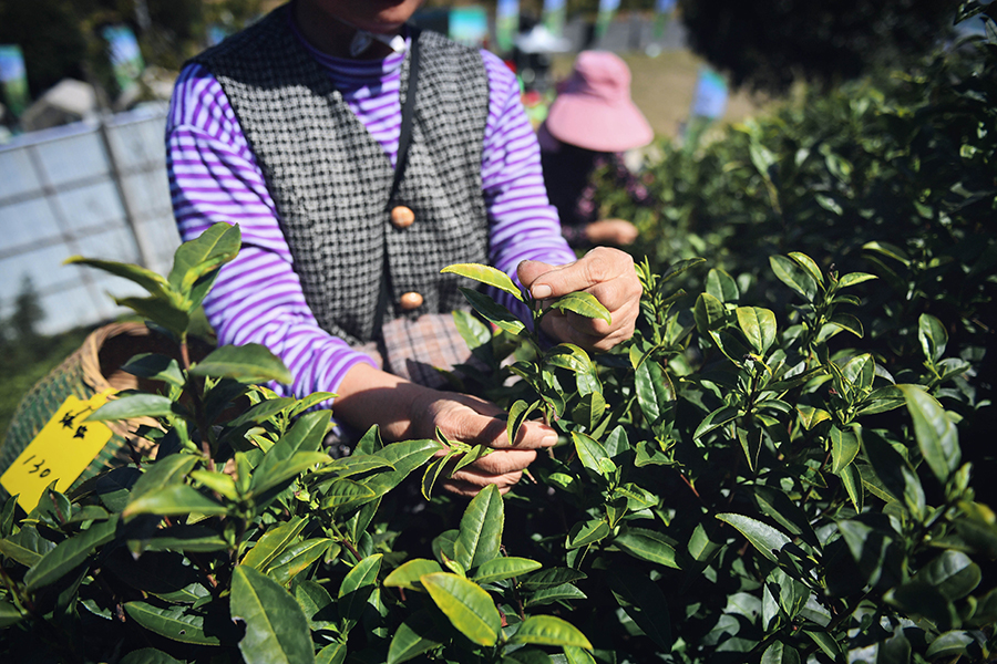 茶农采茶忙。宁国市委宣传部供图
