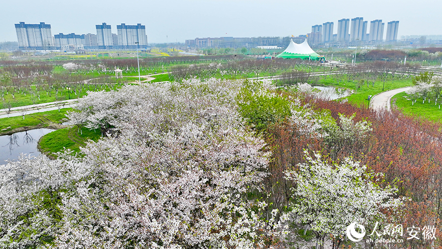一缕缕花香串起了这座千年古城的传统与当下、历史与未来。人民网记者 陶涛摄