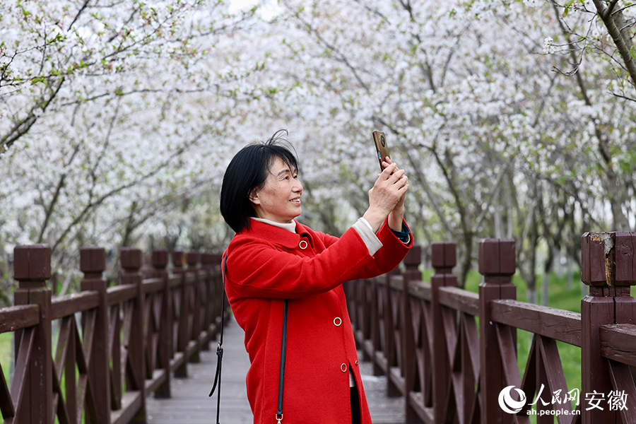 游客拿出手机记录樱花盛开的场景。人民网记者 周坤摄