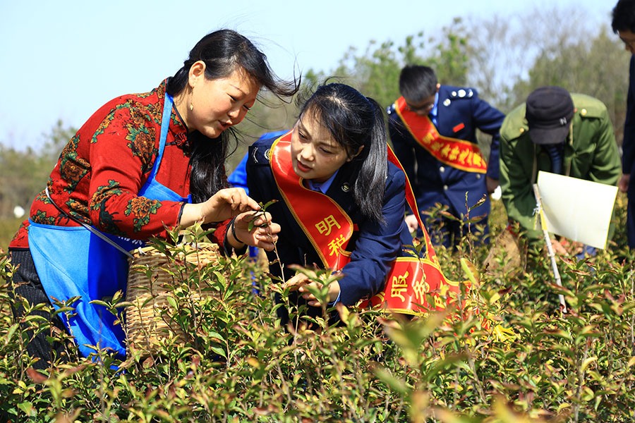 “明税青锋”志愿服务队走进茶园，了解春茶种植及生长情况，宣传税费优惠政策。牛涛摄