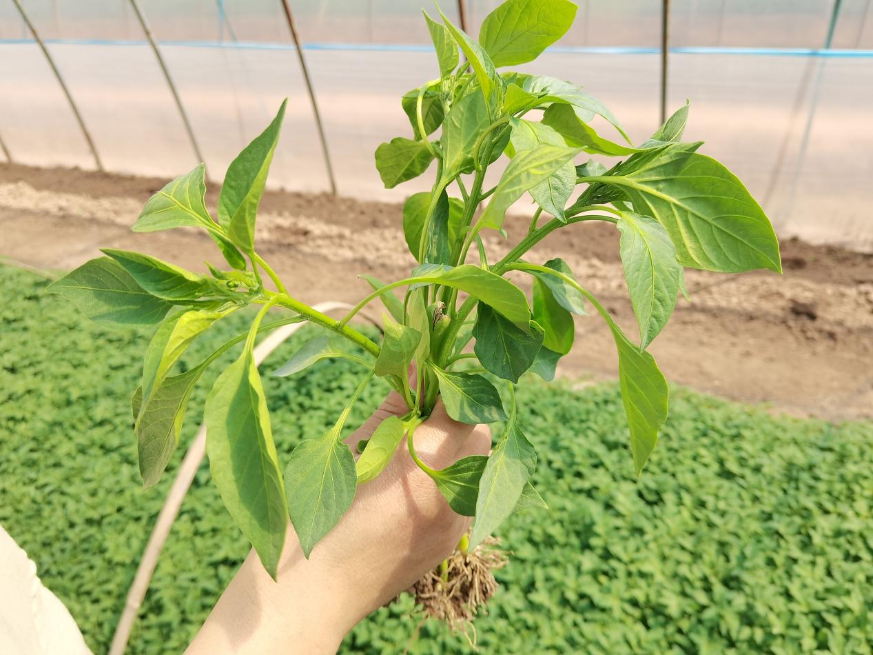 辣椒苗。潘紫媗摄