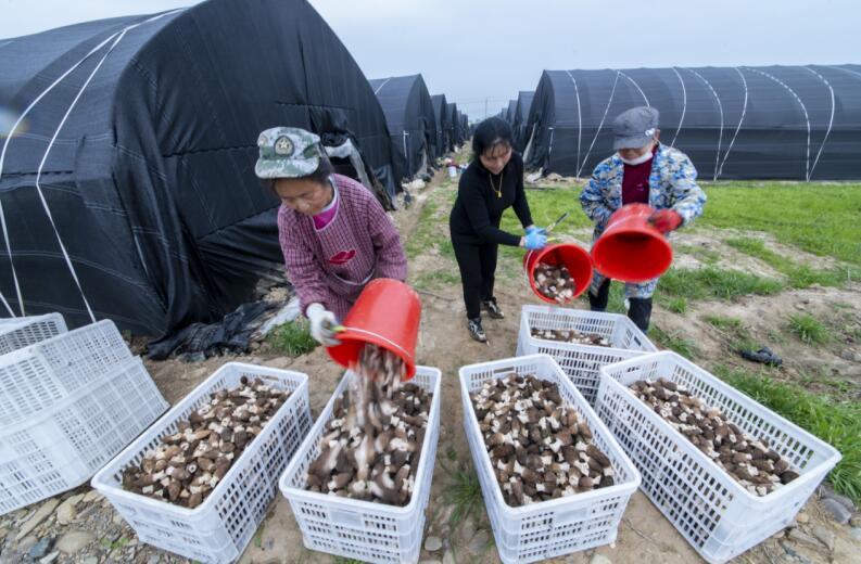 收获羊肚菌。