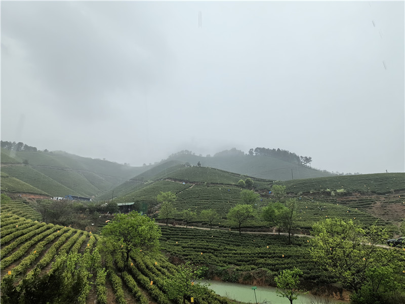 一场新雨，茶山云雾缭绕。人民网记者 汪瑞华摄