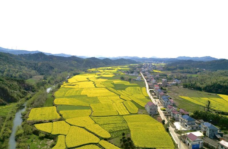 油菜花开春意浓。